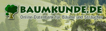 07 Baumkunde.de Die Online-Datenbank für Bäume und Stäucher!