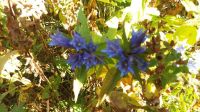 35_Rila_Gebirge 35_Rila_Gebirge